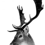 Deer BMP File