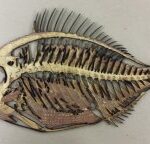 Laser Cut Decaying Fish Wall Decor Free Vector