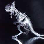 Ceratopsier dxf File