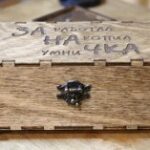 Laser Cut Wooden Box With Hinged Lid Free Vector