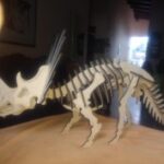 Laser Cut Styracosaurus 3D Puzzle DXF File