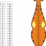 Laser Cut Children Cartoon Animal Lion Kids Growth Chart Height Measure Ruler Free Vector