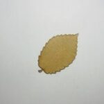 Laser Cut Unfinished Wooden Elm Leaf Cutout Free Vector